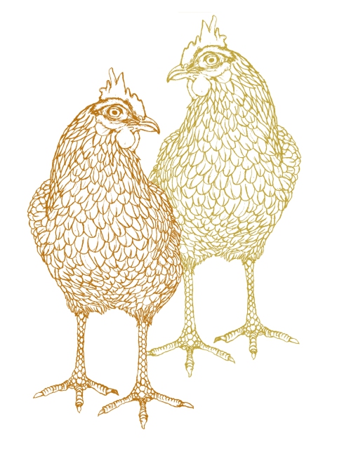 Chickens 